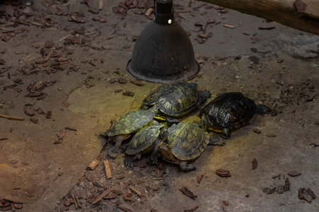 Group of turtles warming under heat lamp on dry ground in indoor zoo terrarium on a cold day. Reptile care, animal behavior, controlled habitat, heat source and wildlife conservationの写真素材