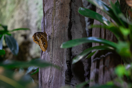 Close-up of brown butterfly with large eye spots resting on tree bark in tropical greenhouse with lush green leaves. Insect camouflage, tropical wildlife and peaceful natural habitatの写真素材