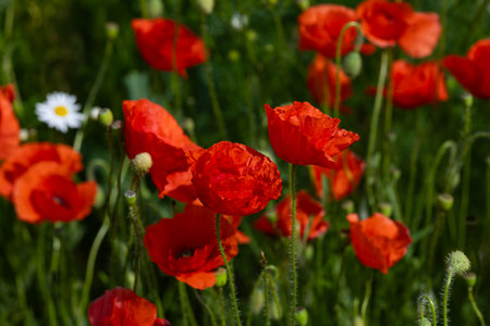 Close-up view of vibrant red poppy flowers blooming in summer meadow with single white daisy in background. Wild flora, seasonal growth, botany beauty and natural biodiversity in natureの写真素材