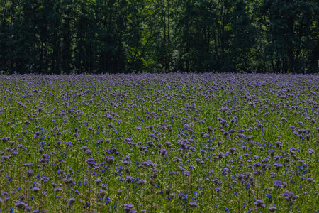 Phacelia tanacetifolia in full bloom on a sunny summer field near forest edge, cultivated as honey...