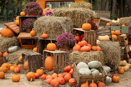 Colorful autumn decoration with pumpkins, hay bales, wooden crates and flowers arranged in rustic...