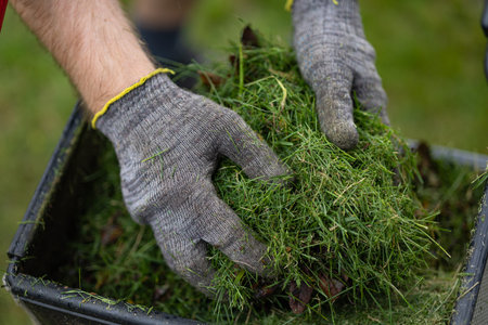 Close up of gardener hands in protective gloves collecting freshly cut grass after lawn mowing with...