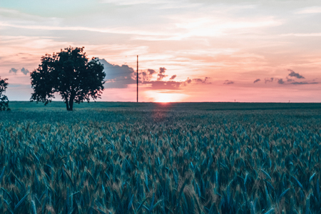 Beautiful unusual landscape of a lonely tree in the middle of a field with spikelets during sunset.の写真素材
