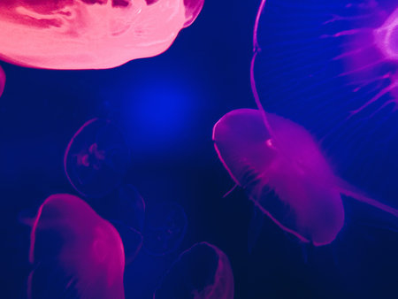 Glowing jellyfish close-up in the aquarium blue color.