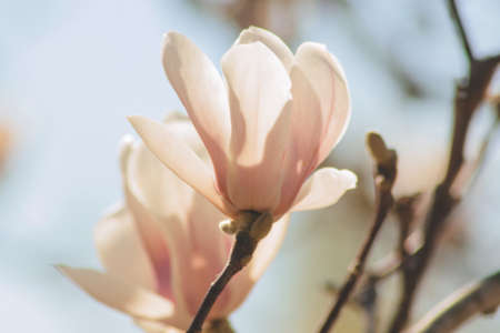 Blooming magnolia tree with pink flowers close up. Sochi, Russia.の写真素材