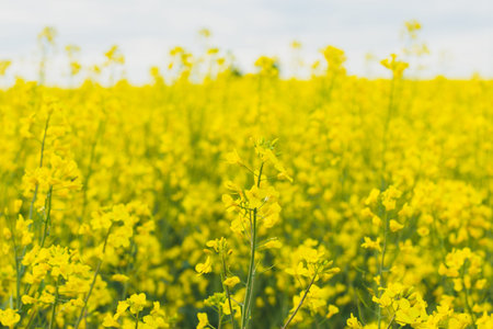 Flowering rape field in the springtime. Agricultural landscape.