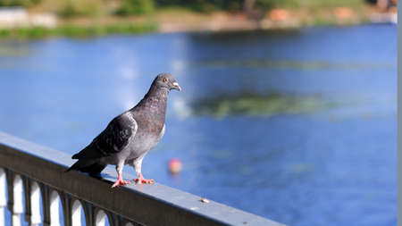 A gray dove stands on the concrete fence of the city embankment against the background of the river.の写真素材