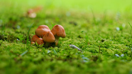 A group of small mushrooms on the lawn. Summer sunny day.の写真素材