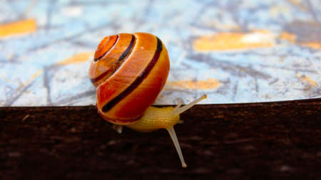 A large yellow snail showed a mustache. A ordinary garden snail on a gray table on a summer day.の写真素材
