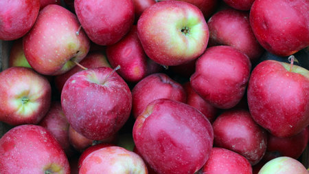 Many apples with dark red skin. Fresh juicy apples background.