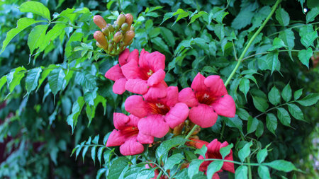 Red flowers of kampsis, beautiful blooming liana, close-up. Campsis radicans.
