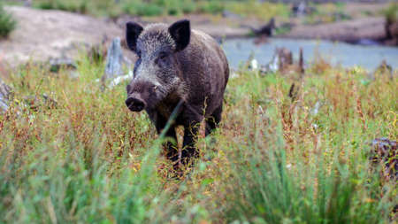 Wild boar on the edge of the forest against the backdrop of a small lake.の写真素材