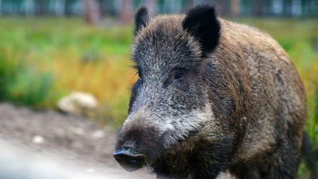 Wild boar on the edge of the forest in the grass. Close-up.の写真素材