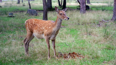 Young female sika deer in the grass outdoors in natural habitat.の写真素材