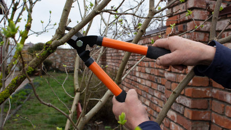 Gardening work in the spring. The gardener\'s male hands hold the pruner and cut the branches of the...