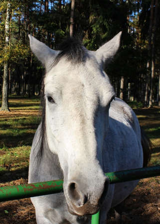 White horse on the lawn in the park behind the fence. Head of a white horse on the background of an autumn park.の写真素材