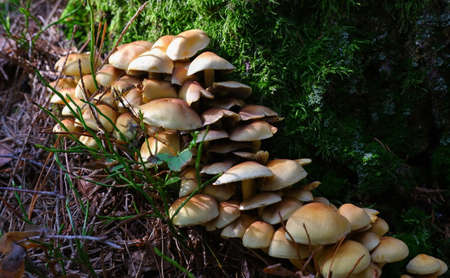 False mushrooms grow on a tree stump in the forest. Poisonous inedible mushrooms.の写真素材
