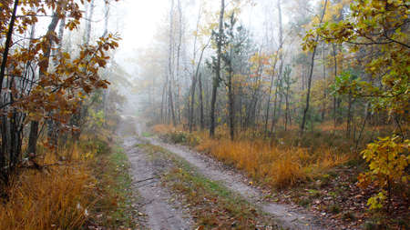 Beautiful forest on a foggy autumn morning. Trees with yellow leaves. Forest road leading to a foggy forest with fallen leaves.の写真素材