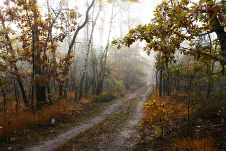 Beautiful forest on a foggy autumn morning. Trees with yellow leaves. Forest road leading to a foggy forest with fallen leaves.の写真素材