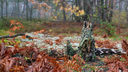 In the forest, among the fallen leaves, there is an old stump overgrown with green moss. Autumn forest in early foggy morning.の写真素材