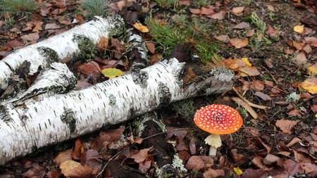 Autumn forest. Amanita muscaria grows in the grass next to a fallen birch tree. A mushroom in a red hat with white dots on a background of fallen leaves.の写真素材
