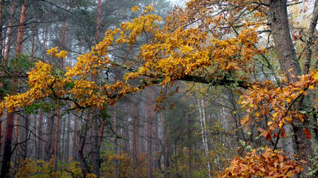 Beautiful forest on a foggy autumn morning. In the foreground is a large oak branch with yellow leaves.の写真素材