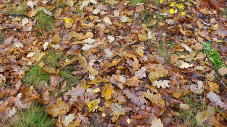 Yellowed fallen oak leaves as texture. Dry yellow oak leaf on the ground. Autumn in the forest.の写真素材