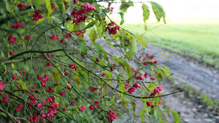Autumn berries on a European spindle. A branch with pink poisonous open fruits of a European spindle against the background of a forest road. Sunny autumn nature.の写真素材