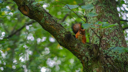 A beautiful squirrel sits on a tree in the park. Summer sunny day. Rodent.の写真素材