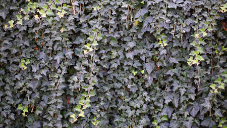 The surface of the wall is overgrown with green ivy. Natural background texture. Vertical garden.の写真素材