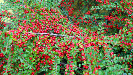 Ornamental beautiful shrub. Cotoneaster with green leaves and red ripe berries in autumn.の写真素材