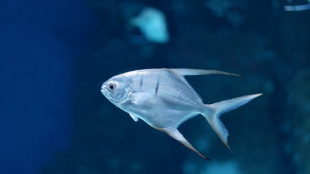 Blue shiny fish swims in the aquarium. Underwater ecosystem.