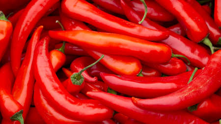 Freshly picked and red chili peppers. Colorful natural food background. Group of Red hot chilli peppers.の写真素材