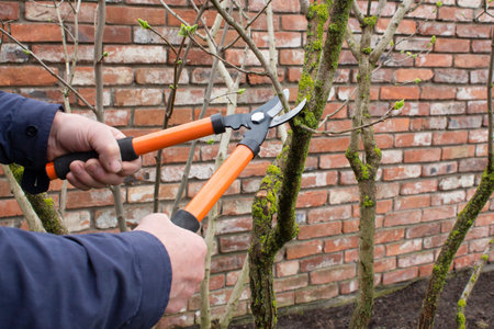 Gardening work in the spring. In the spring, a man manually cuts the branches of a tree in the...