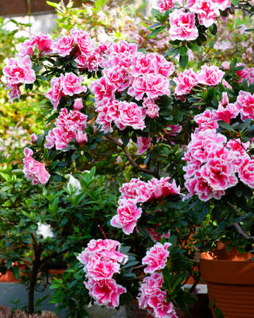 Pink Rhododendron flowers in garden. Huge Rhododendron bush with pink blossom. Beautiful blooming texture background.の写真素材
