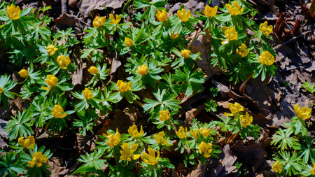 The first yellow spring flowers in the sun. Small yellow flowers break through last year's foliage...