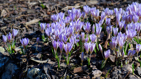 Purple crocus flowers in spring. In early spring, the first flowers bloomed in the garden. Glade of blooming crocuses.の写真素材