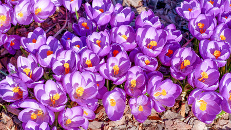 Purple crocus flowers in spring. In early spring, the first flowers bloomed in the garden. Glade of...