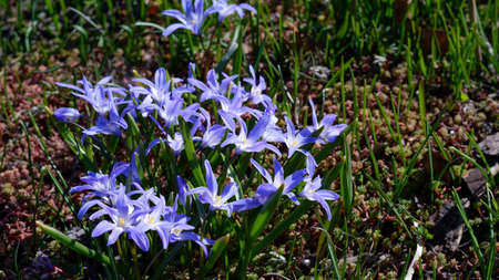 Closeup of blooming blue scilla luciliae flowers. First charming pale blue spring flowers. Fragile bulbous plant asparagus family.の写真素材