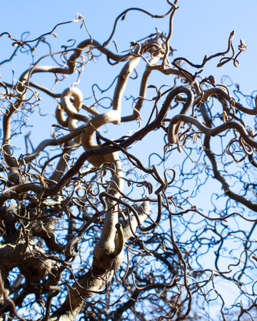 Branches of Decorative Contort hazel against the blue sky in spring. The bare branches are beautifully intertwined and twisted. Looks spectacular at any time of the year. Amazing hazelnut tree blue background.の写真素材