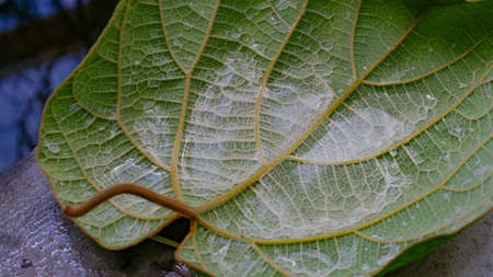 Close-up of a beautiful green leaf turned upside down with water drops. A lot of rain water accumulated in a large green leaf. Water drops on a young green leaf of a plant.の写真素材