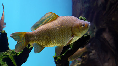 Freshwater fish crucian swims in the aquarium. The crucian carp in an underwater habitat.