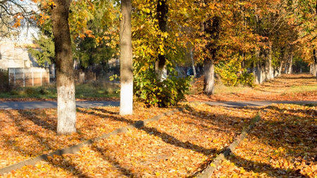Trees with yellow foliage in the city park. Autumn fallen yellow leaves covered the path in the park. Natural landscape in autumn. Sunny clear autumn day.の写真素材