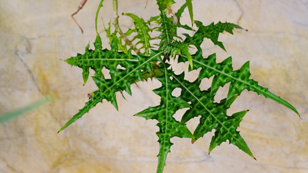 The texture of the thistle is like a green web of succulent prickly leaves against the background of the wall.の写真素材