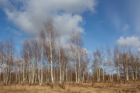 Young birches on the background of the sky without leaves. Dry yellow grass. Spring landscape. Early spring in March.の写真素材