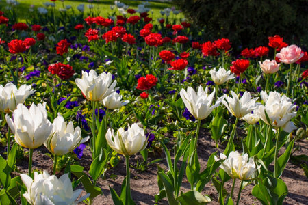 Beautiful colorful tulips are growing in a flowerbed in the park. Spring blooming tulips. Landscape design.の写真素材
