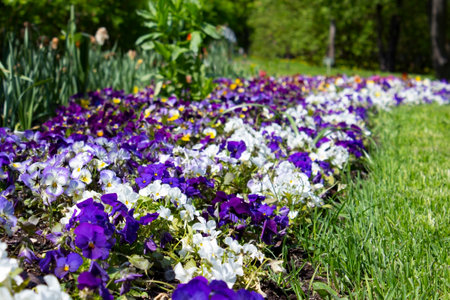 Multicolored pansies flowers. Pansies with white yellow and purple flowers. Mixed pansies in spring in a flower bed in perspective with details of pansies flowers.の写真素材