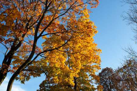 Texture of yellow autumn leaves against the blue sky. A sunny day in the woodsの写真素材