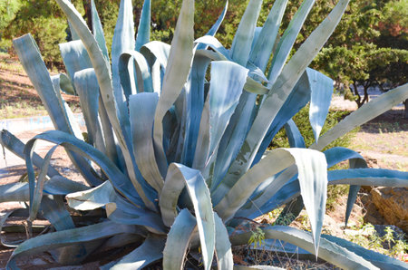 Blue agave growing in the park. The use of succulents in landscape design. Large blue agave bush with closeup.の写真素材
