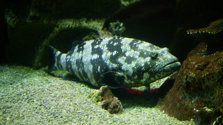Epinephelus lurks in a cave. A large predatory fish waiting for prey. The underwater world of...